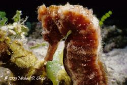 Seahorse off the dock at Scuba Club taken with Sea&Sea MM... by Michael Shope 